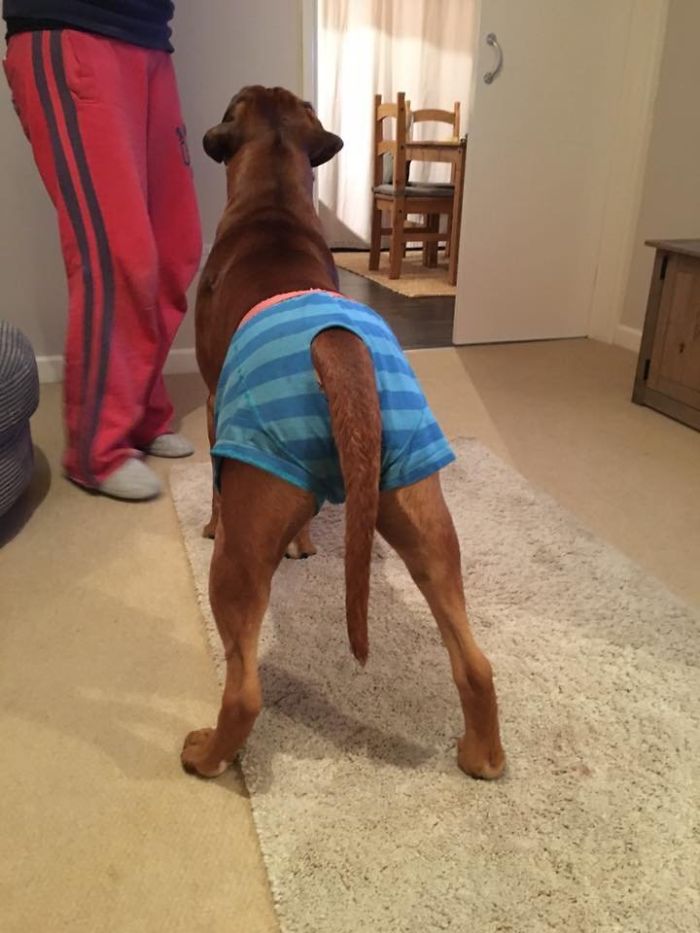216 Hilarious Photos That Prove Boxers Are The Weirdest Yet Most Adorable Dogs Ever