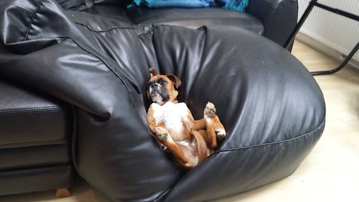 216 Hilarious Photos That Prove Boxers Are The Weirdest Yet Most Adorable Dogs Ever