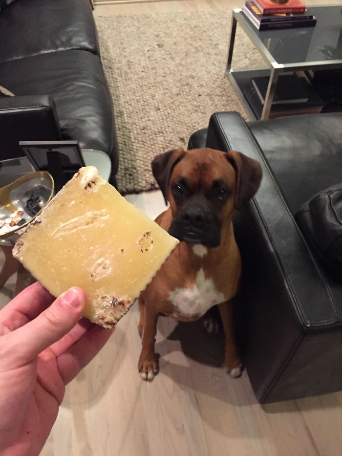 216 Hilarious Photos That Prove Boxers Are The Weirdest Yet Most Adorable Dogs Ever