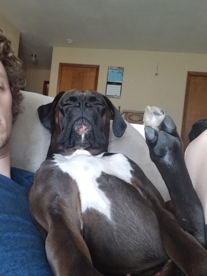 216 Hilarious Photos That Prove Boxers Are The Weirdest Yet Most Adorable Dogs Ever
