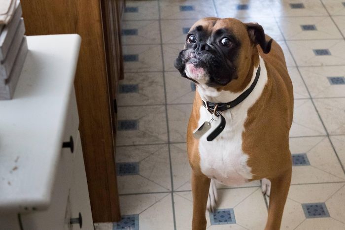 216 Hilarious Photos That Prove Boxers Are The Weirdest Yet Most Adorable Dogs Ever