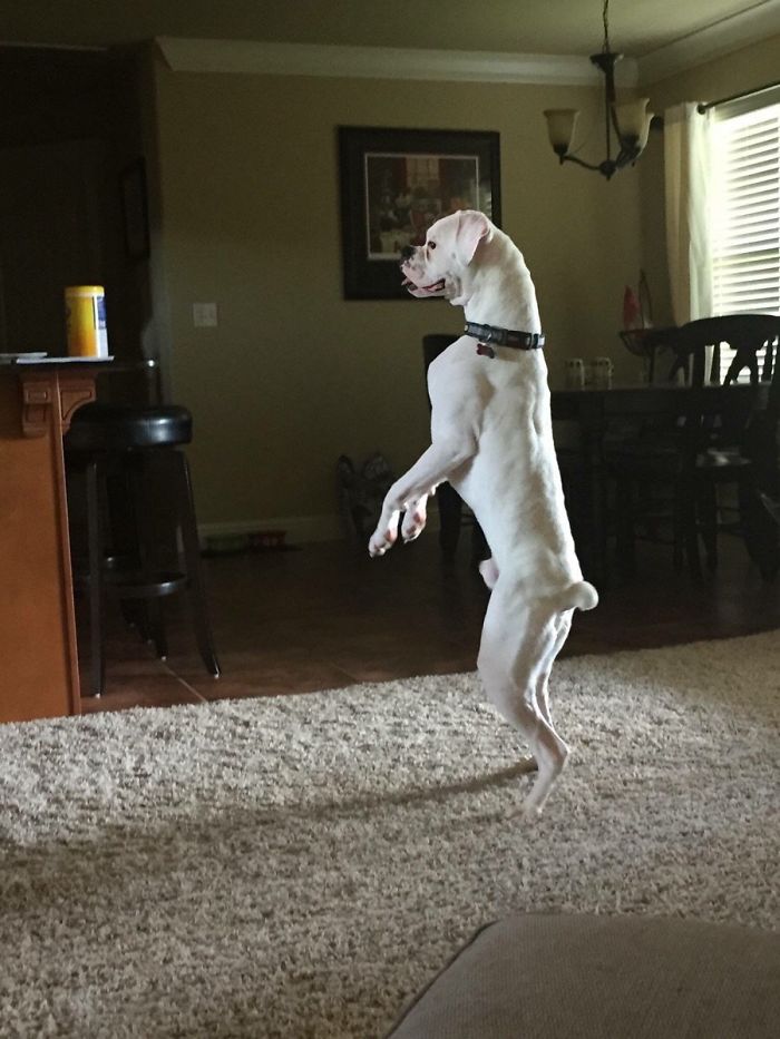 216 Hilarious Photos That Prove Boxers Are The Weirdest Yet Most Adorable Dogs Ever