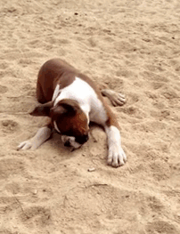216 Hilarious Photos That Prove Boxers Are The Weirdest Yet Most Adorable Dogs Ever