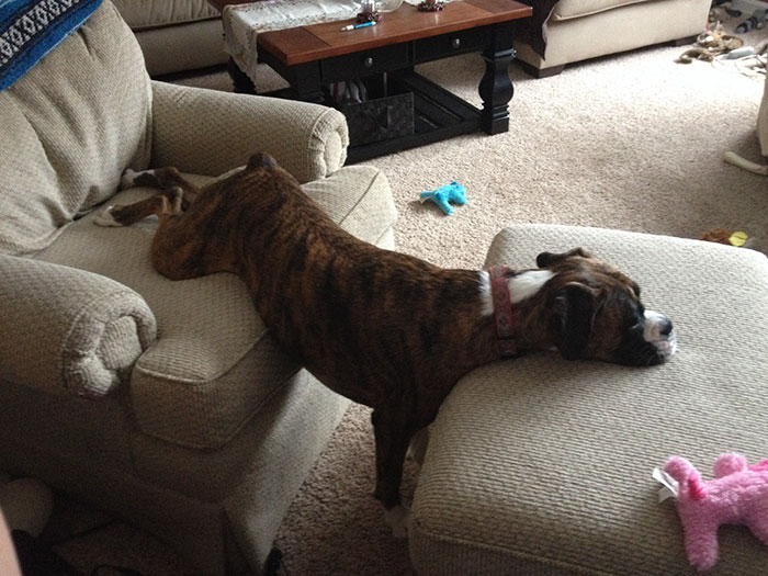 216 Hilarious Photos That Prove Boxers Are The Weirdest Yet Most Adorable Dogs Ever
