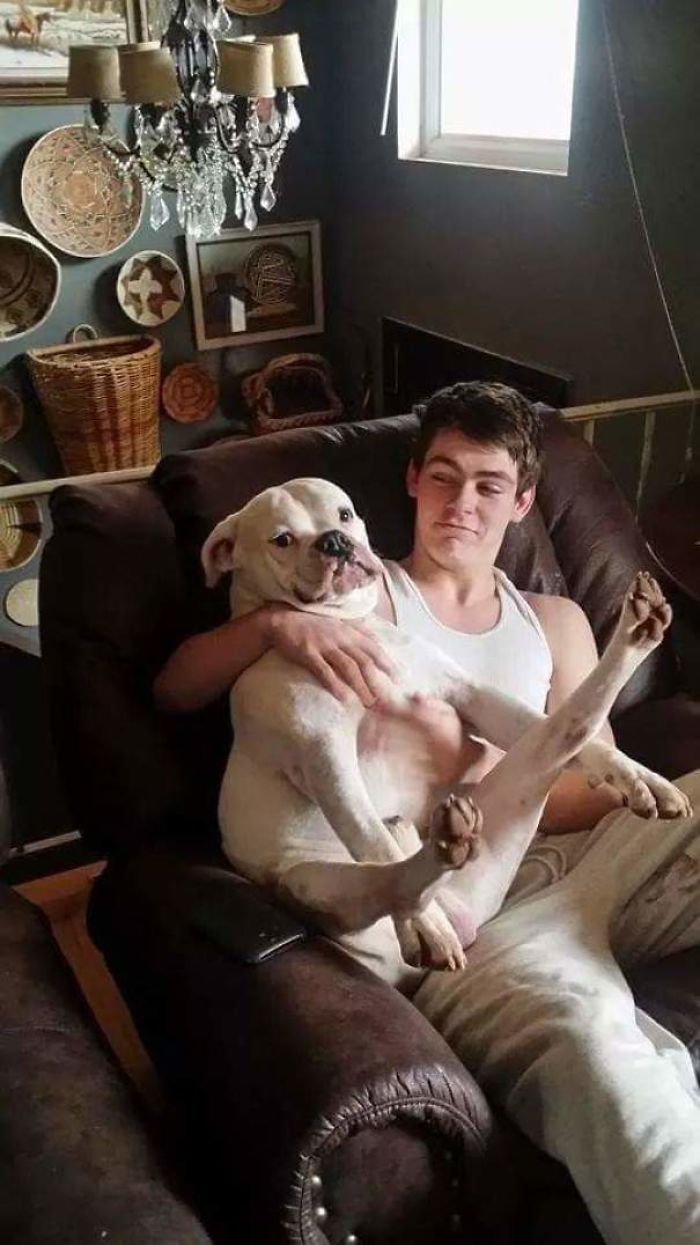216 Hilarious Photos That Prove Boxers Are The Weirdest Yet Most Adorable Dogs Ever