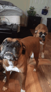 216 Hilarious Photos That Prove Boxers Are The Weirdest Yet Most Adorable Dogs Ever