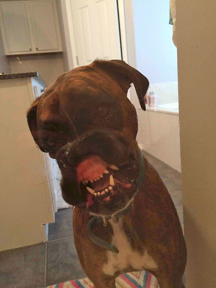 216 Hilarious Photos That Prove Boxers Are The Weirdest Yet Most Adorable Dogs Ever