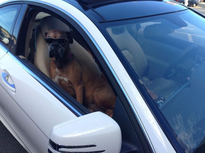 216 Hilarious Photos That Prove Boxers Are The Weirdest Yet Most Adorable Dogs Ever