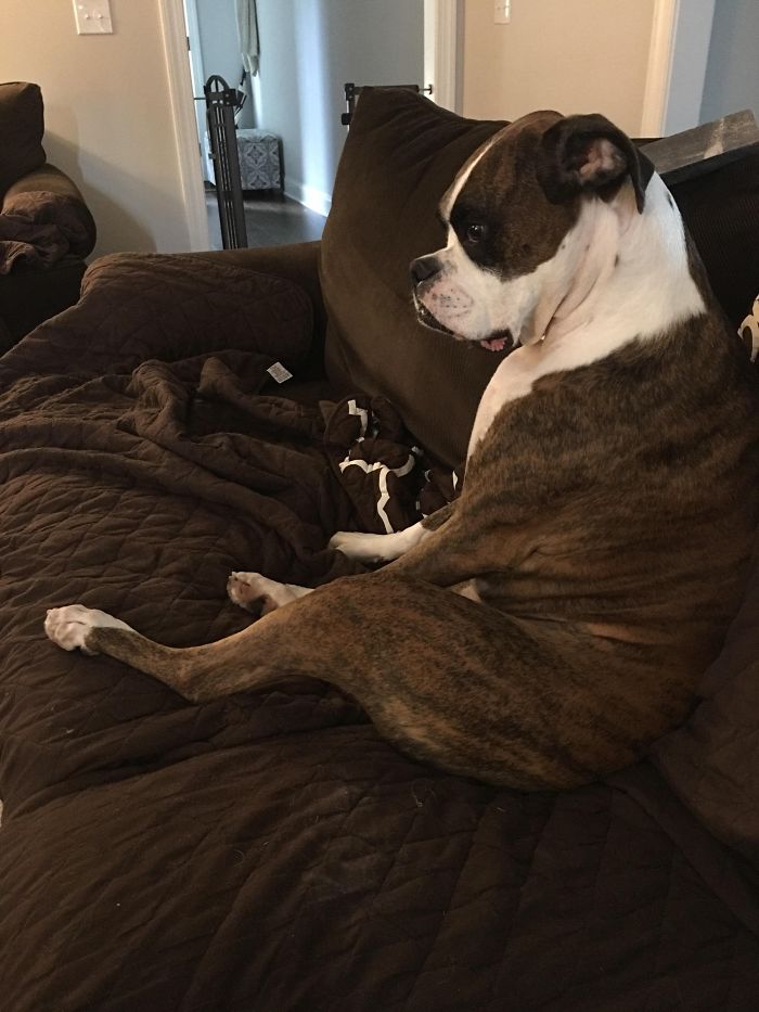 216 Hilarious Photos That Prove Boxers Are The Weirdest Yet Most Adorable Dogs Ever