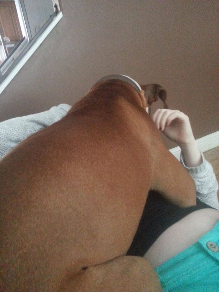 216 Hilarious Photos That Prove Boxers Are The Weirdest Yet Most Adorable Dogs Ever