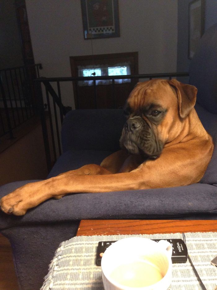 216 Hilarious Photos That Prove Boxers Are The Weirdest Yet Most Adorable Dogs Ever