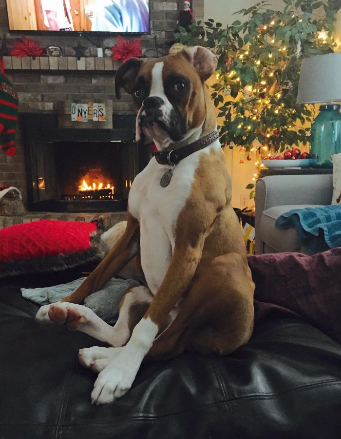 216 Hilarious Photos That Prove Boxers Are The Weirdest Yet Most Adorable Dogs Ever