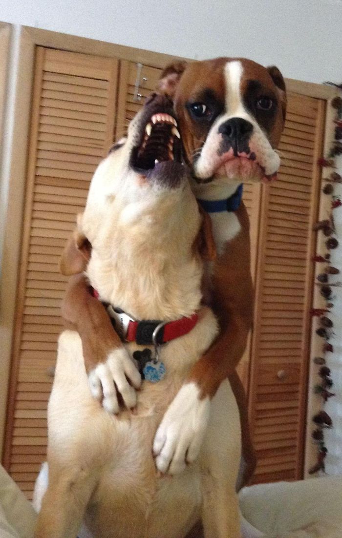 216 Hilarious Photos That Prove Boxers Are The Weirdest Yet Most Adorable Dogs Ever