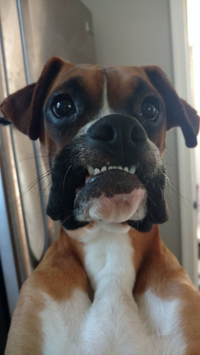 216 Hilarious Photos That Prove Boxers Are The Weirdest Yet Most Adorable Dogs Ever