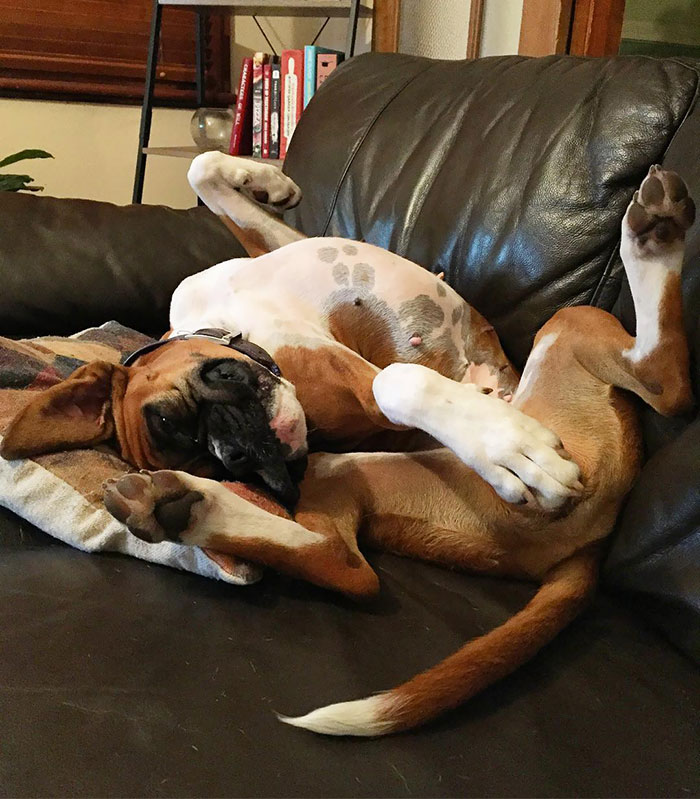 216 Hilarious Photos That Prove Boxers Are The Weirdest Yet Most Adorable Dogs Ever