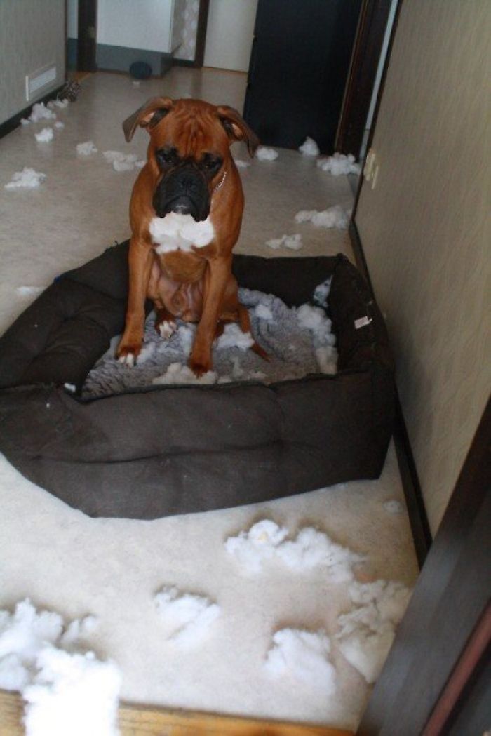 216 Hilarious Photos That Prove Boxers Are The Weirdest Yet Most Adorable Dogs Ever