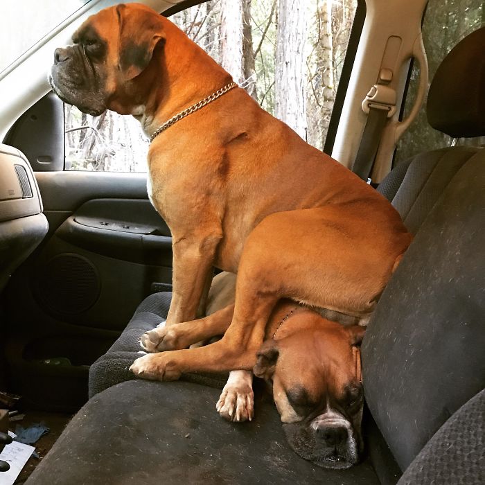 216 Hilarious Photos That Prove Boxers Are The Weirdest Yet Most Adorable Dogs Ever