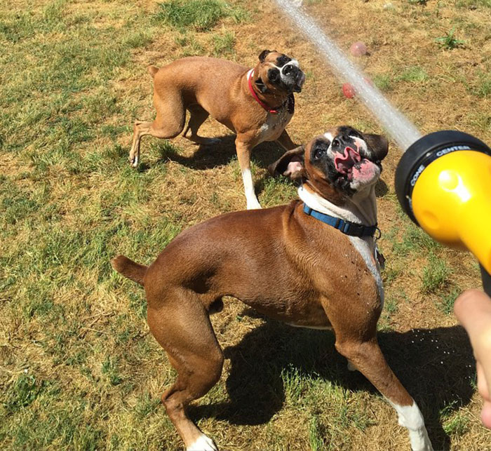 216 Hilarious Photos That Prove Boxers Are The Weirdest Yet Most Adorable Dogs Ever