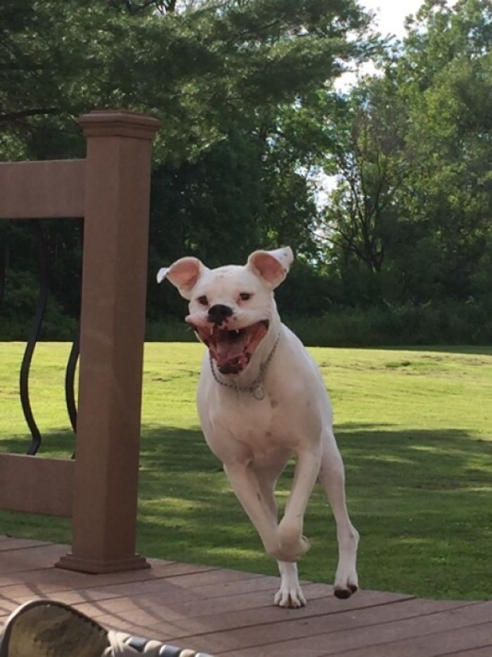216 Hilarious Photos That Prove Boxers Are The Weirdest Yet Most Adorable Dogs Ever