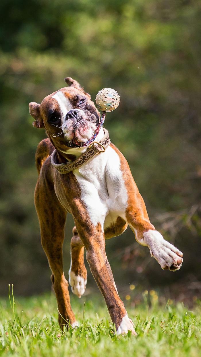 216 Hilarious Photos That Prove Boxers Are The Weirdest Yet Most Adorable Dogs Ever