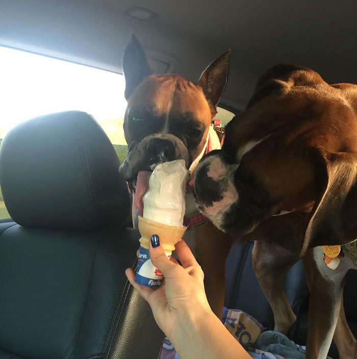 216 Hilarious Photos That Prove Boxers Are The Weirdest Yet Most Adorable Dogs Ever