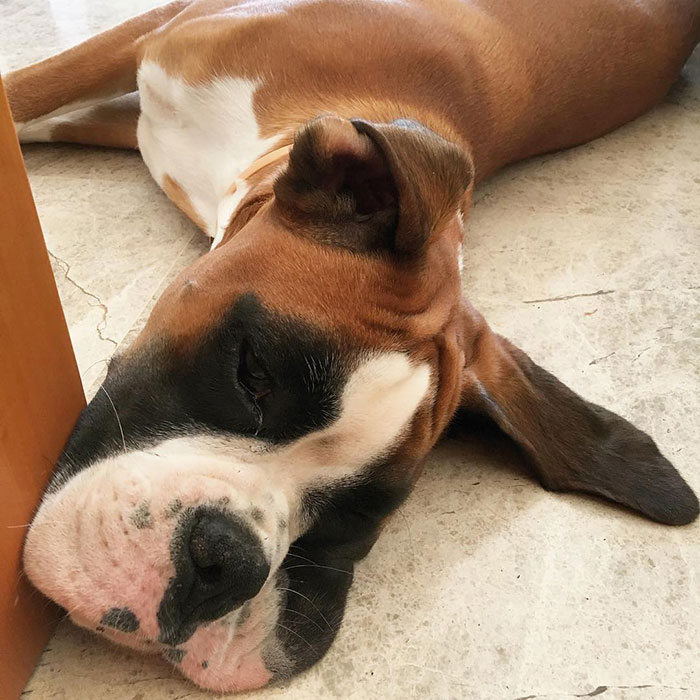 216 Hilarious Photos That Prove Boxers Are The Weirdest Yet Most Adorable Dogs Ever