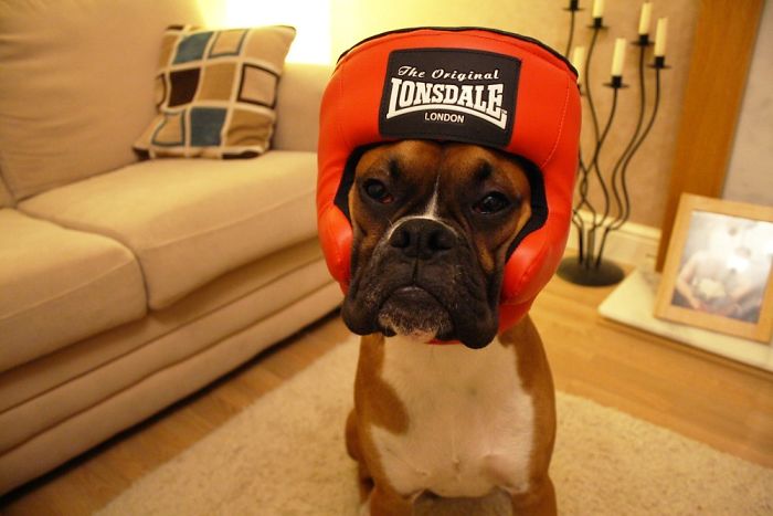 216 Hilarious Photos That Prove Boxers Are The Weirdest Yet Most Adorable Dogs Ever