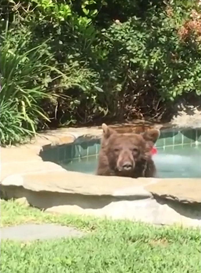 Guy Films Bear Chilling In His Jacuzzi Drinking A Margarita, But It Doesn’t End There Guy Films Bear Chilling In His Jacuzzi Drinking A Margarita, But It Doesn’t End There