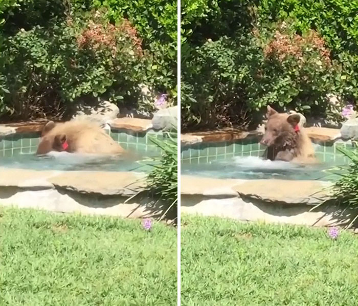 Guy Films Bear Chilling In His Jacuzzi Drinking A Margarita, But It Doesn’t End There Guy Films Bear Chilling In His Jacuzzi Drinking A Margarita, But It Doesn’t End There