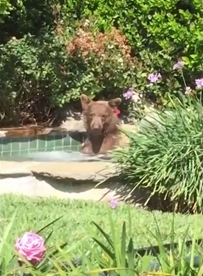 Guy Films Bear Chilling In His Jacuzzi Drinking A Margarita, But It Doesn’t End There Guy Films Bear Chilling In His Jacuzzi Drinking A Margarita, But It Doesn’t End There