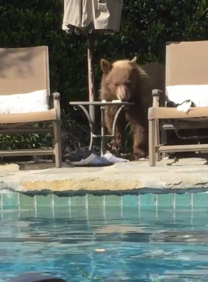 Guy Films Bear Chilling In His Jacuzzi Drinking A Margarita, But It Doesn’t End There Guy Films Bear Chilling In His Jacuzzi Drinking A Margarita, But It Doesn’t End There