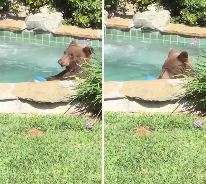 Guy Films Bear Chilling In His Jacuzzi Drinking A Margarita, But It Doesn’t End There Guy Films Bear Chilling In His Jacuzzi Drinking A Margarita, But It Doesn’t End There