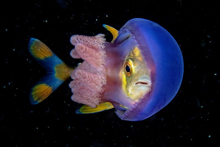 The Winners Of The 2018 Underwater Photographer Of The Year Contest Will Take Your Breath Away The Winners Of The 2018 Underwater Photographer Of The Year Contest Will Take Your Breath Away