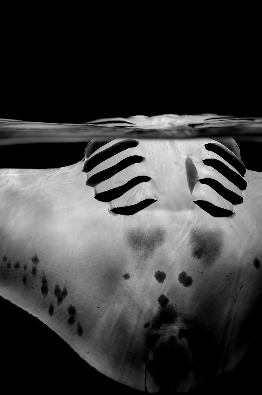The Winners Of The 2018 Underwater Photographer Of The Year Contest Will Take Your Breath Away The Winners Of The 2018 Underwater Photographer Of The Year Contest Will Take Your Breath Away