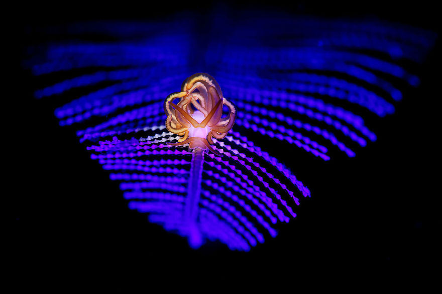 The Winners Of The 2018 Underwater Photographer Of The Year Contest Will Take Your Breath Away The Winners Of The 2018 Underwater Photographer Of The Year Contest Will Take Your Breath Away