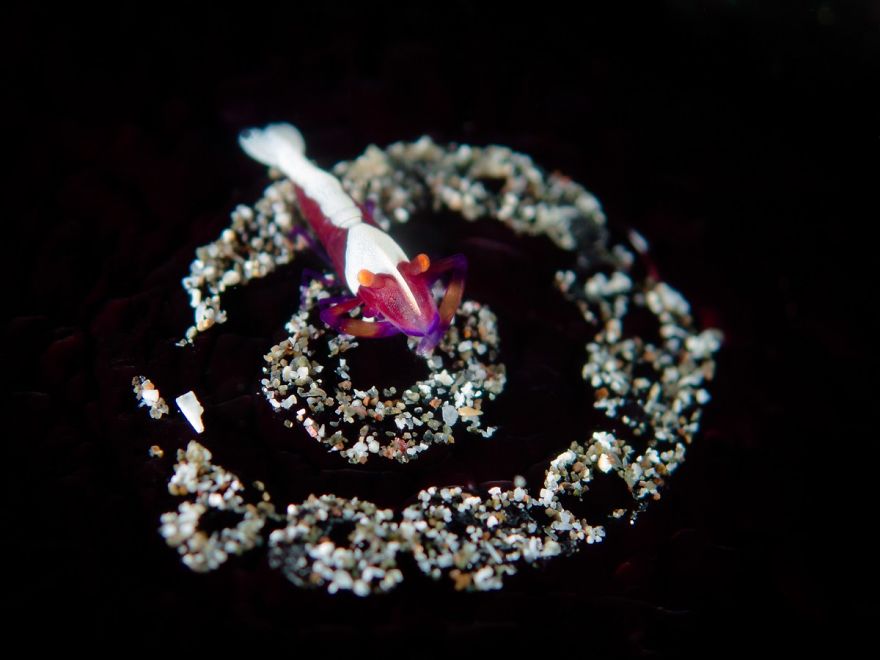 The Winners Of The 2018 Underwater Photographer Of The Year Contest Will Take Your Breath Away The Winners Of The 2018 Underwater Photographer Of The Year Contest Will Take Your Breath Away