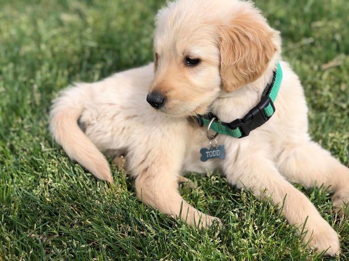 Hero Dog Gets Bitten By A Venomous Rattlesnake After Jumping In Front Of It To Save His Human Hero Dog Gets Bitten By A Venomous Rattlesnake After Jumping In Front Of It To Save His Human