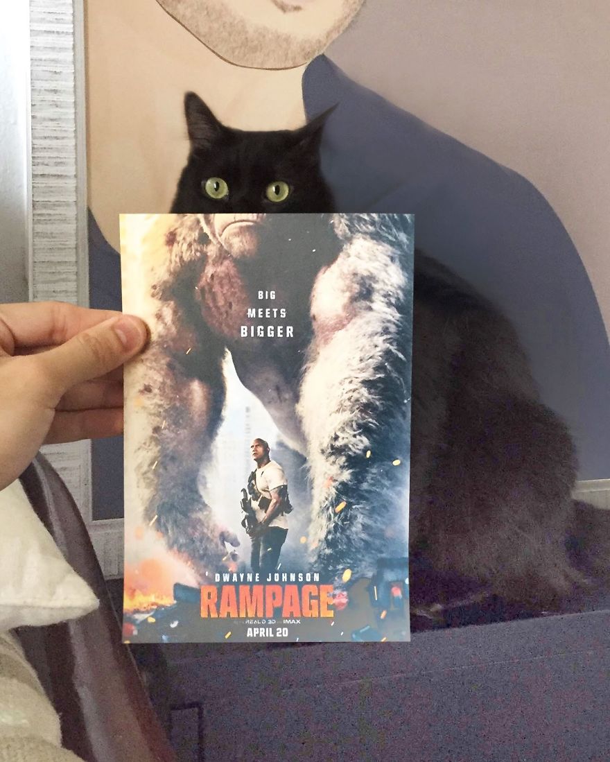 Photographer Follows Cats Around To “Insert” Them Behind Famous Movie Posters, And The Result Is Purrfect