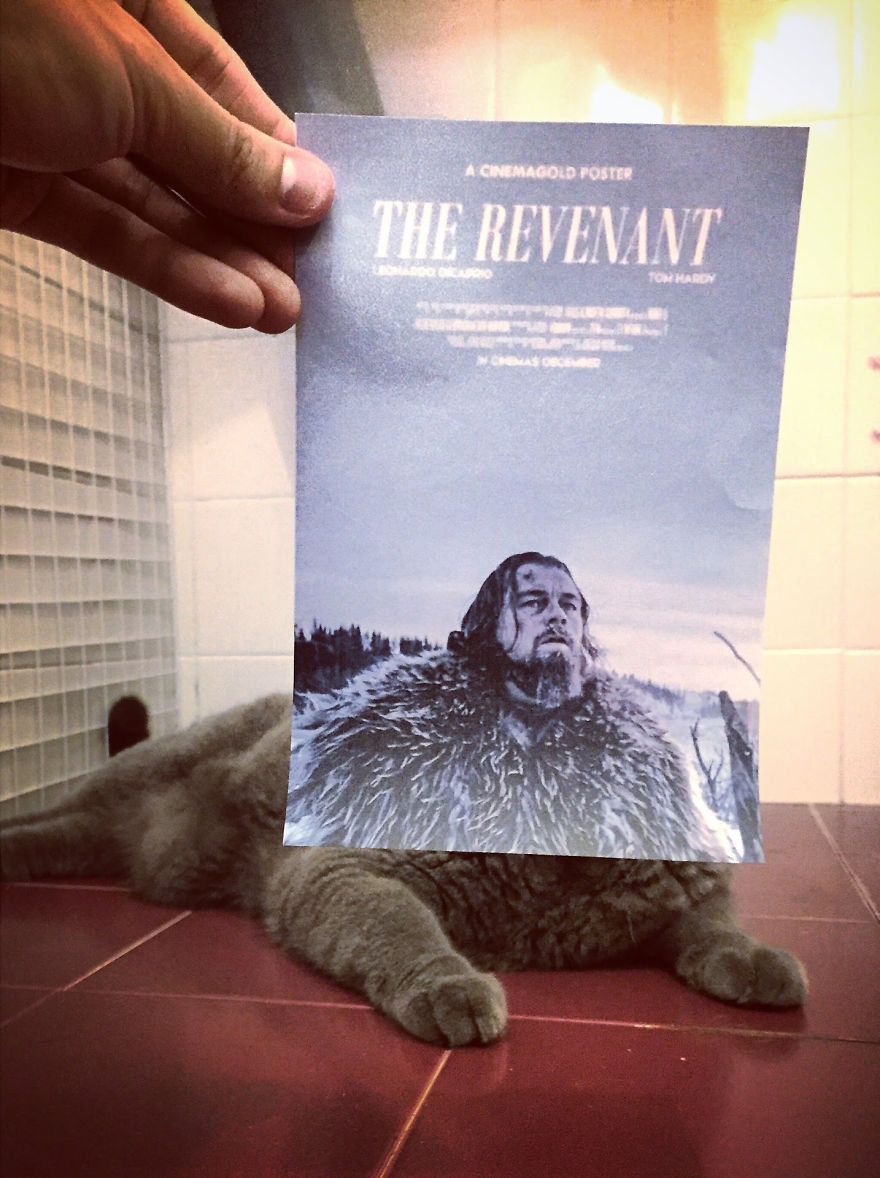 Photographer Follows Cats Around To “Insert” Them Behind Famous Movie Posters, And The Result Is Purrfect