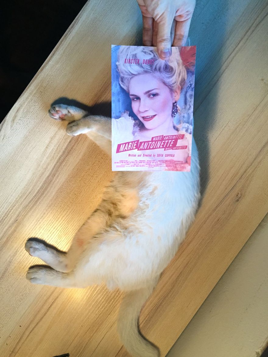 Photographer Follows Cats Around To “Insert” Them Behind Famous Movie Posters, And The Result Is Purrfect