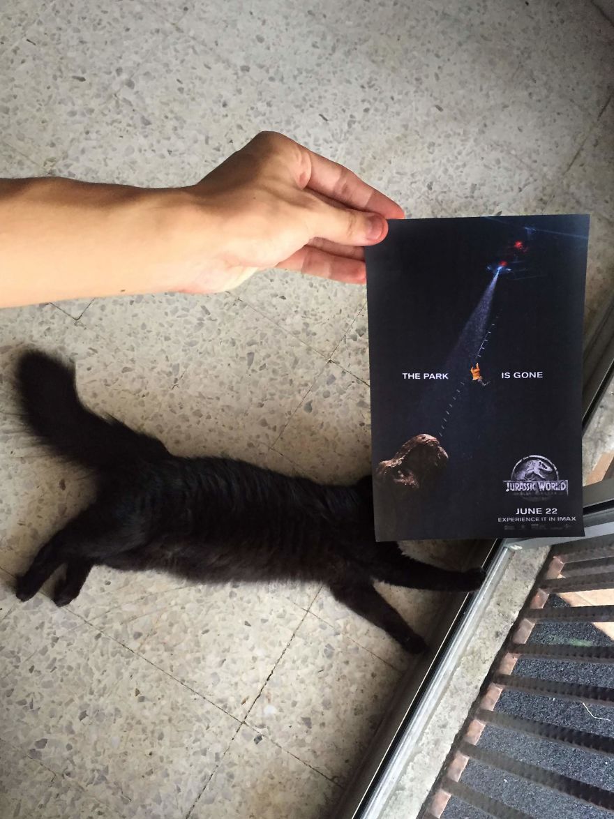 Photographer Follows Cats Around To “Insert” Them Behind Famous Movie Posters, And The Result Is Purrfect