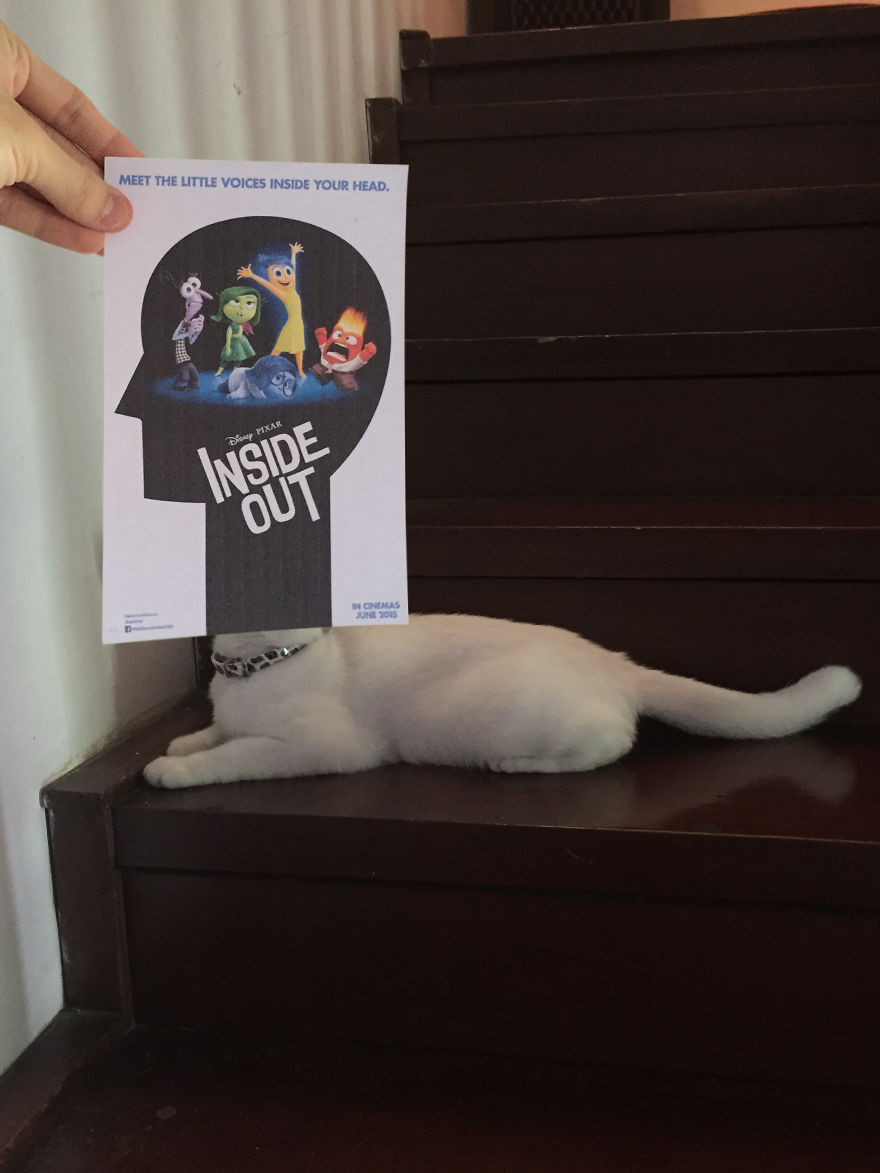 Photographer Follows Cats Around To “Insert” Them Behind Famous Movie Posters, And The Result Is Purrfect