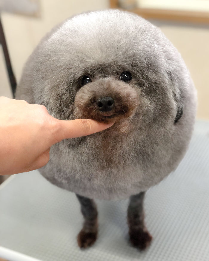 The Way This Japanese Pet Groomer Transforms Dogs Is Going Viral The Way This Japanese Pet Groomer Transforms Dogs Is Going Viral
