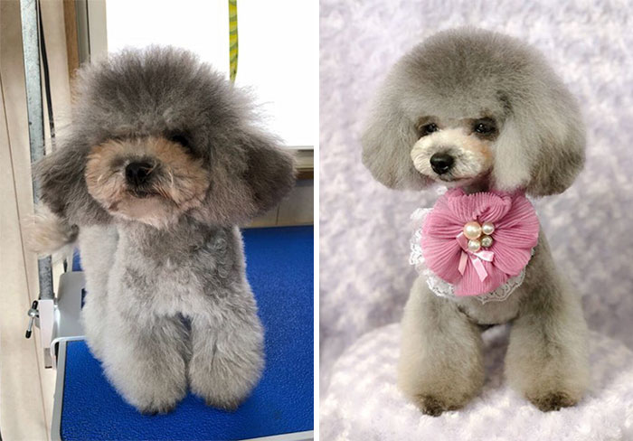 The Way This Japanese Pet Groomer Transforms Dogs Is Going Viral The Way This Japanese Pet Groomer Transforms Dogs Is Going Viral