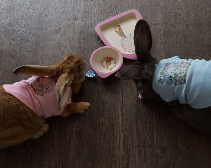 Therapy Rabbits: One Family’s Unique Perspective Therapy Rabbits: One Family’s Unique Perspective