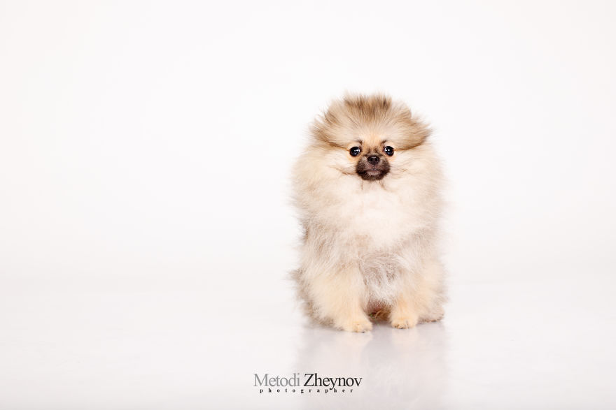 I Photographed A Small Dog, Helena