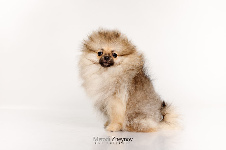 I Photographed A Small Dog, Helena