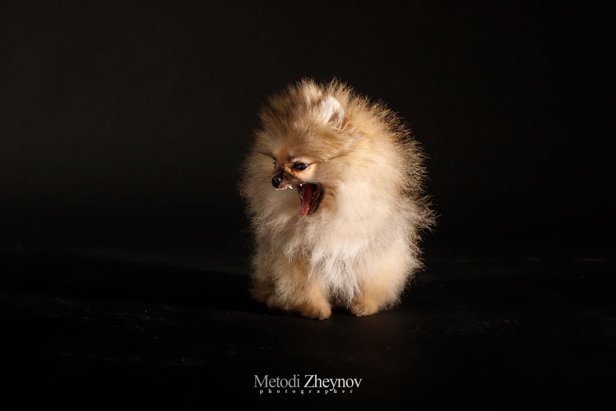 I Photographed A Small Dog, Helena