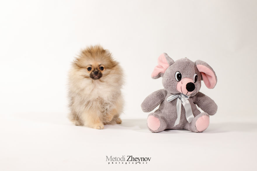 I Photographed A Small Dog, Helena