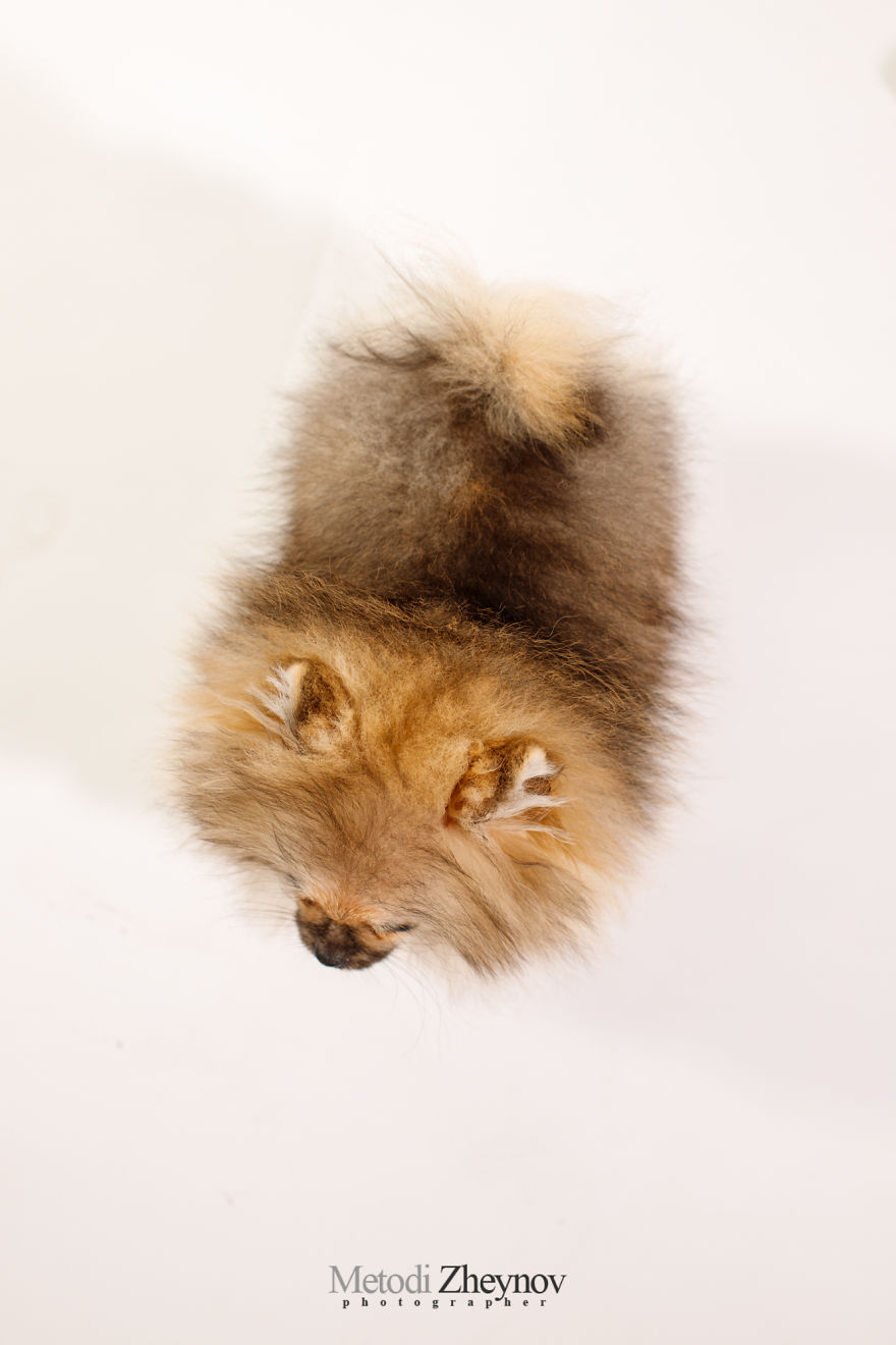 I Photographed A Small Dog, Helena